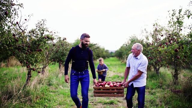 Small boy with father and grandfather carrying apples in orchard in autumn.