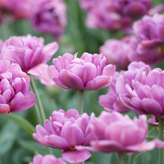Fototapeta premium floral background of fluffy lilac tulips