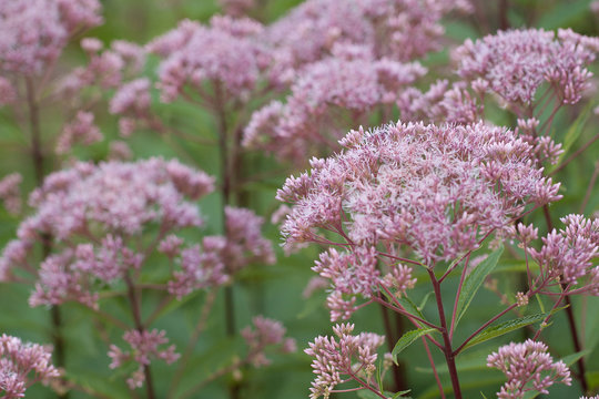 blooming lilac eupatorium in the summer garden
