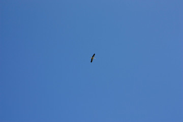 A stork flies against a deep blue sky. Stork in the sky. White stork upstairs.