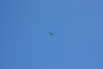 A stork flies against a deep blue sky. Stork in the sky. White stork upstairs.
