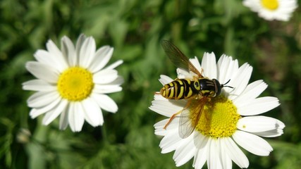 Fototapeta premium flower