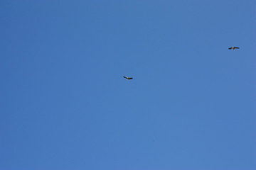 A stork flies against a deep blue sky. Stork in the sky. White stork upstairs.