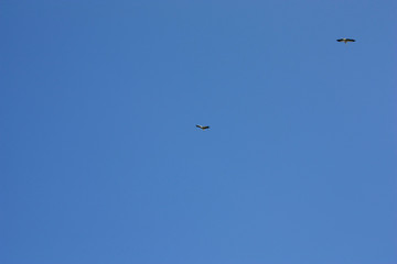 A stork flies against a deep blue sky. Stork in the sky. White stork upstairs.