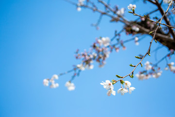 日本の桜の花