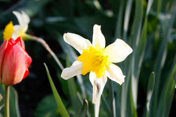 Obraz premium A group of red tulips in the park. Morning in the dew, Spring landscape. Close-up, blur.
