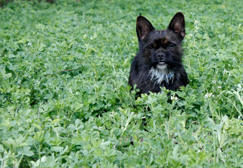 Yorkshire Terrier Bulldog Mix plays in high grass with clover