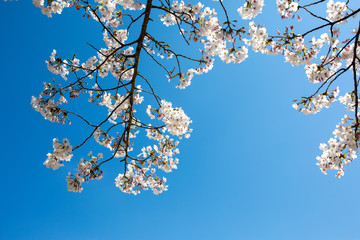 日本の桜の花
