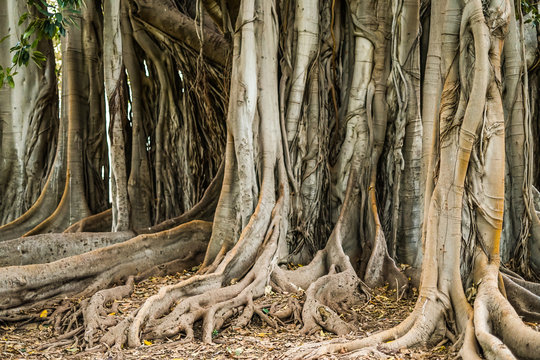 Ficus macrophylla - gro&szlig;bl&auml;ttrige Feige Piazza Marina Palermo
