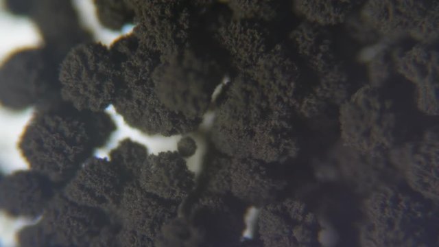 Mold under the microscope. GMO. DNA. Black Mold taken from rotten bread , under a microscope. Colony of mold with spores on a bread crust. Allergy, poisoning, fungus.