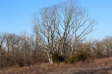 The bare trees in the grass field on a sunny day.