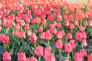 Picturesque red coral tulips fresh flowers at a blurry soft focus background close up bokeh