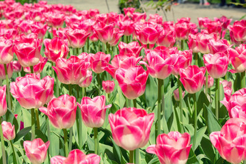 Picturesque red coral tulips fresh flowers at a blurry soft focus background close up bokeh
