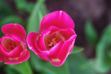 Picturesque red coral tulips fresh flowers at a blurry soft focus background close up bokeh
