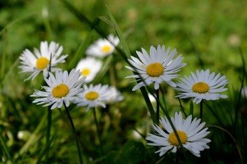 Fototapeta premium white flowers in the grass