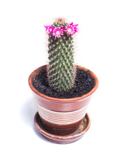 Cactus with pink flowers on a white background
