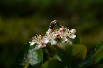 Beetle on a flower chokeberry