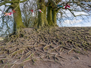 Details of stones in the Prehistoric Avebury Stone Circle, Wiltshire, England, UK