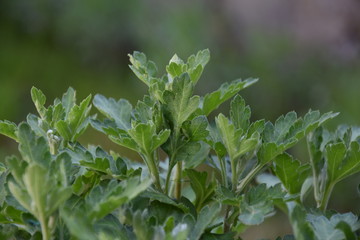 Plants in the yard