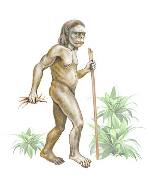 australopithecus