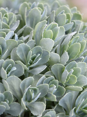 Succulent plants in the yard