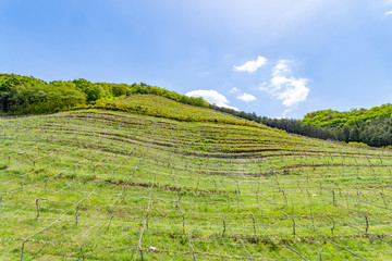 Fototapeta premium ココファームワイナリー