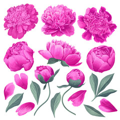 Set of floral elements with pink peonies flowers and leaves. Hand drawn, vector botanical flora for decoration, wedding invitation, patterns, wallpapers, fabric, wrapping paper. Realistic style. © MPetrovska