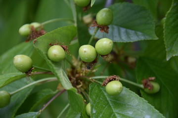 Cherry tree with unripe fruits