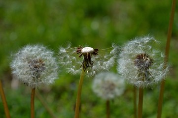 dandelion seeds on the lawn