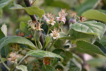 Apple tree with un ripe fruits