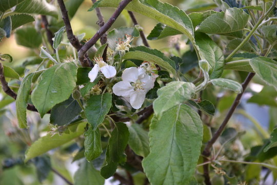 Apple tree with un ripe fruits