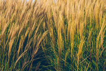 Beautiful African fountain flower blooming grass field, garden decoration plant Fountain Grass