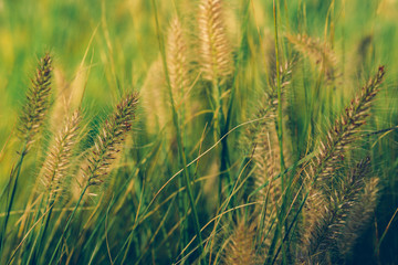 Beautiful African fountain flower blooming grass field, garden decoration plant Fountain Grass