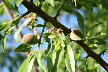 Almond tree in the yard with un ripe fruits
