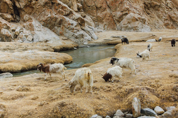 Pashmina goats grazing in the pastures of Ladakh, India. They are raised for ultra-fine cashmere wool known as pashmina.