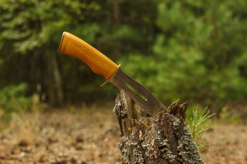 Hunter knife with wooden handle stuck in a stump on the background of the forest