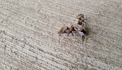 One-Eyed Sphinx Moth, Smerinthus cerisyi, resting on cement surface