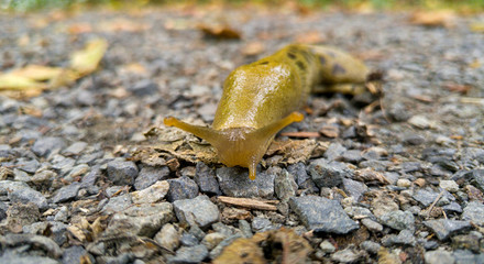 Yellow banana slug crawling across gravel