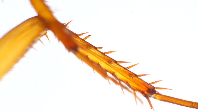 Detailed Microscopic Footage of insect legs
