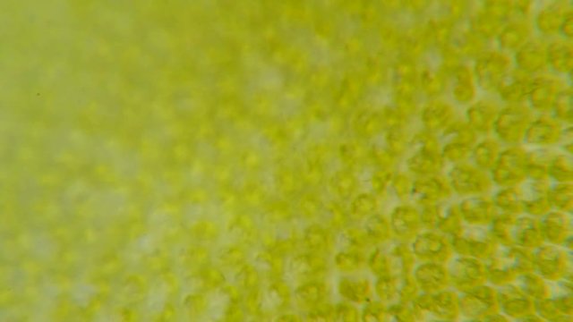 Chloroplast under a microscope. Chloroplasts in plant cells. Cell structure view of leaf surface showing plant cells under microscope for education. Green plant cells under microscope. GMO. DNA.