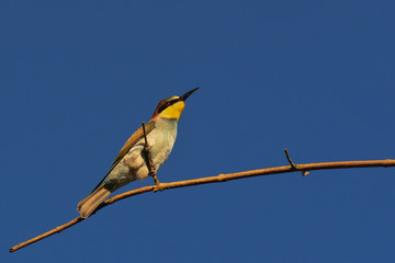 gruccione (Merops apiaster) su ramo con sfondo cielo blu