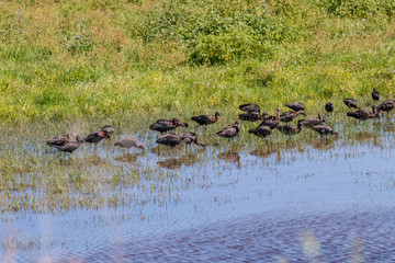 Glossy ibis (plegadis falcinellus) in Donana National Park, Andalusia, Spain