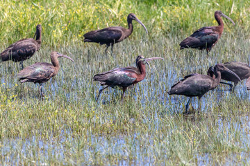 Glossy ibis (plegadis falcinellus) in Donana National Park, Andalusia, Spain