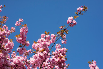 Rosarote ZierkirschblÃ¼ten vor blauem Himmel, Farbenspiel, flowering cherry
