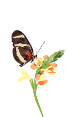 Butterfly and flower, vector summer floral spring