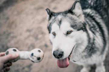 Close-up of an Alaskan Malamute dog dog face - a person offers a dog to play with a toy - a pet