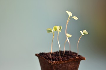 Arugula seedlings growing in peat pot, gardening concept.