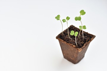 Arugula seedlings in peat pot, minimal gardening, spring, new life concept, isolated on white background, place for text.