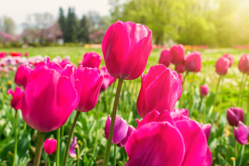 Flowerbed with blooming bright pink tulips in a public park on a sunny day. Spring flowering of tulips. Flowers with pink petals for garden decoration.