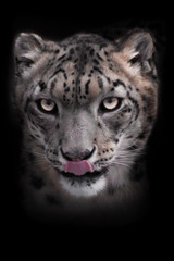 Strict face of the snow leopard, close-up. Isolated on black background.